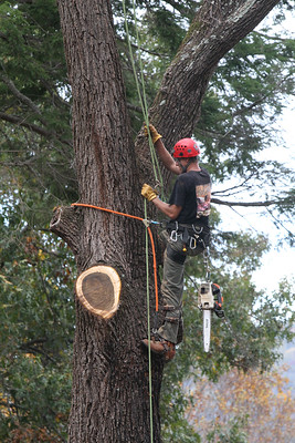 Prescott Tree Service business image in Prescott, AZ