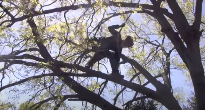 Prescott Tree Service business image in Prescott, AZ