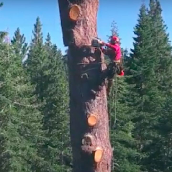 Jeremiah's Tree Service business image in Reno, nevada