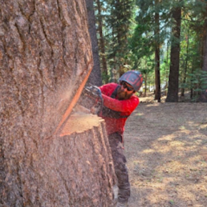 Jeremiah's Tree Service business image in Reno, nevada