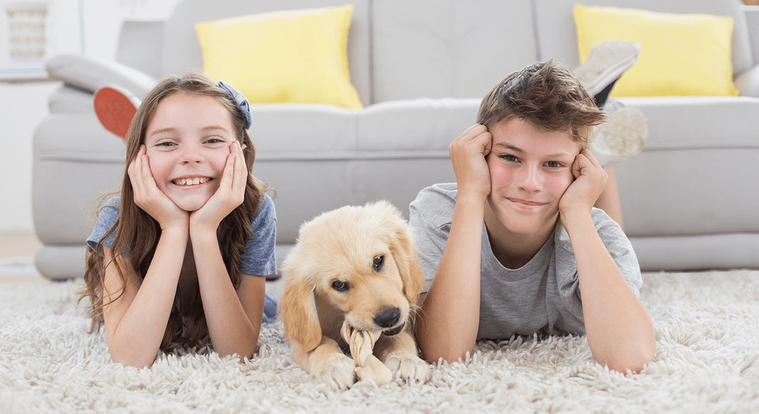 Novi Carpet and Floors business image in Novi, Michigan